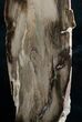 Petrified Wood Free-Standing Sculpture #6306-2